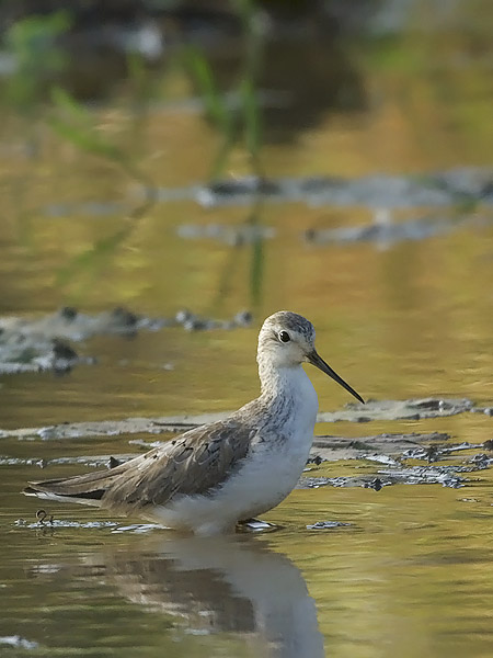 Lampiviklo, Marsh Sandpiper, Tringa stagnatilis